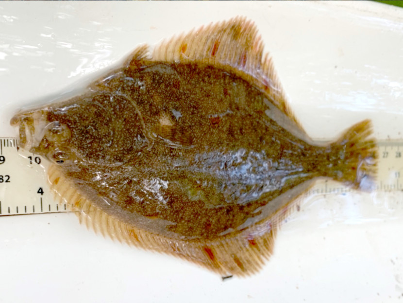 Flounder - EA team, Bideford Brook